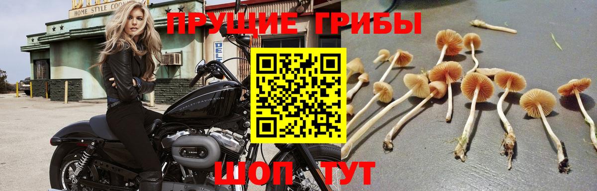 Псилоцибиновые грибы мицелий  Псилоцибиновые грибы мухоморы  Вход с VPN  Вятские Поляны 